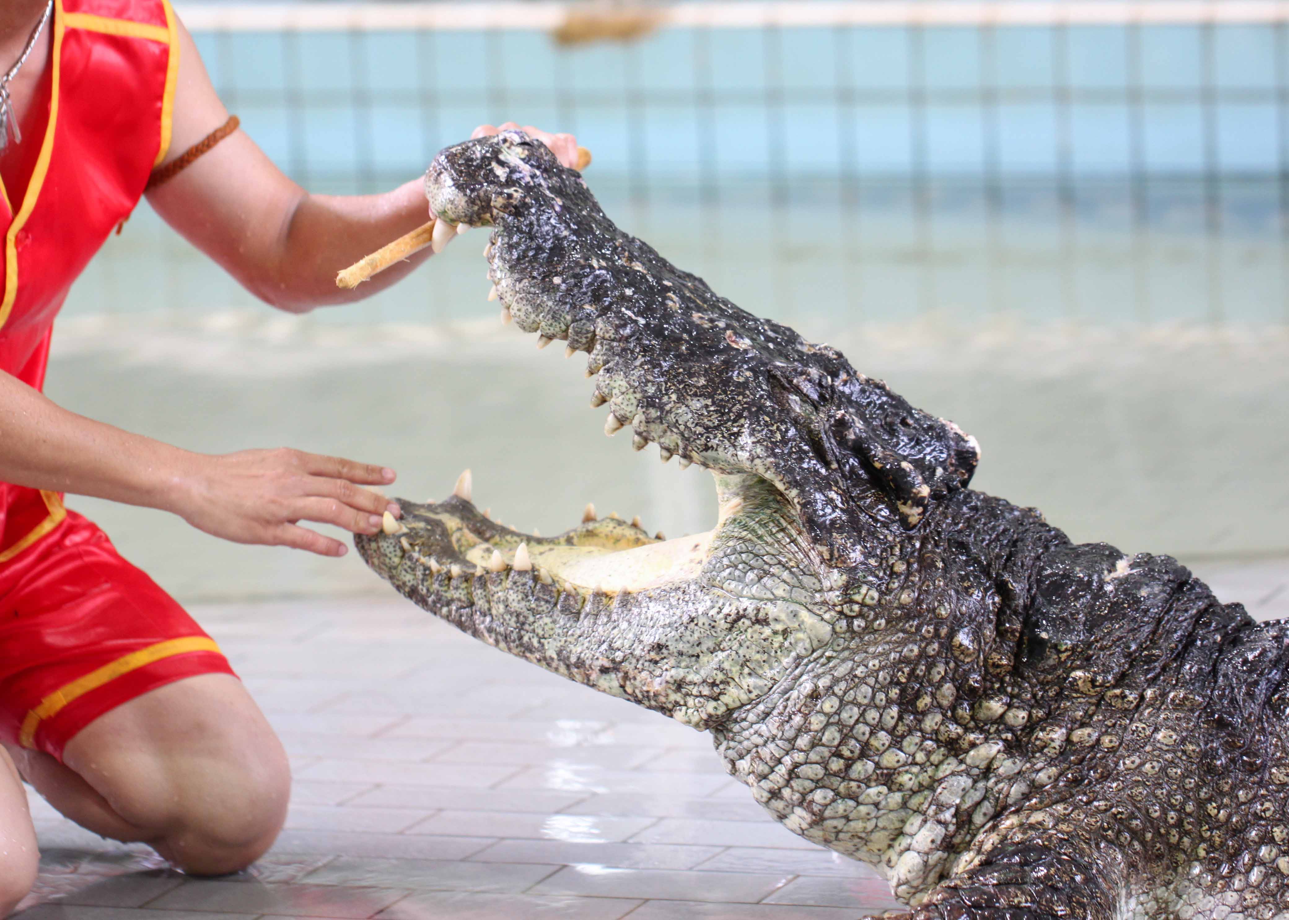 Gatorland Attractions