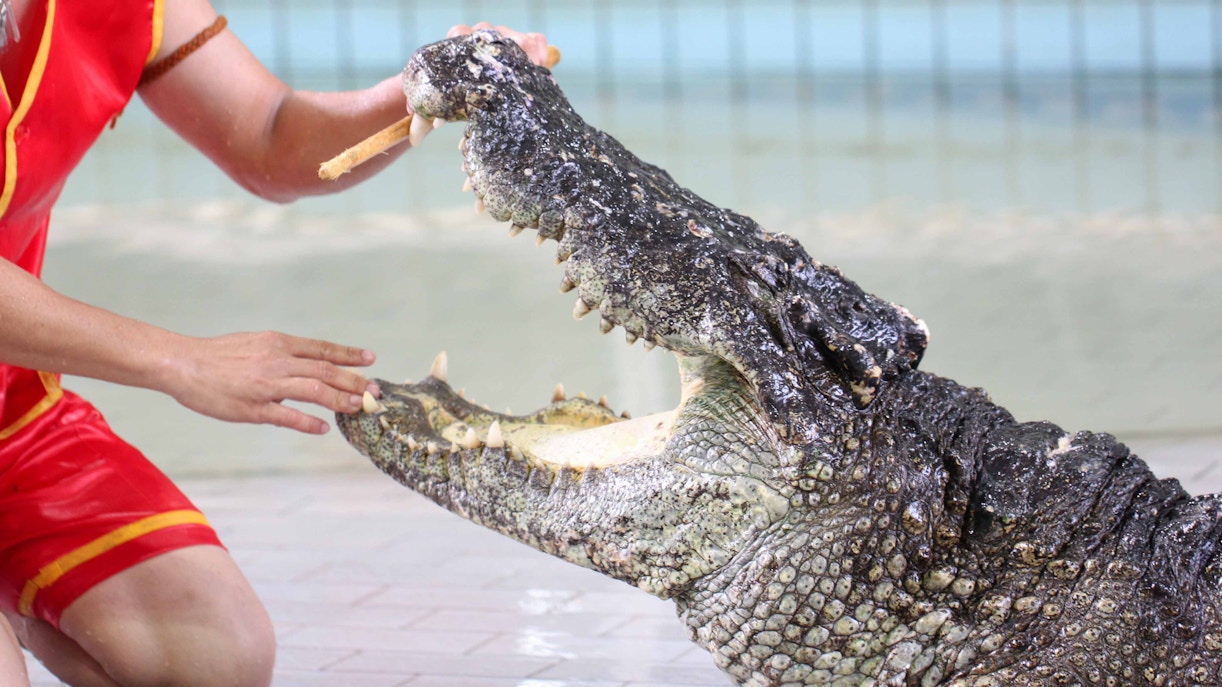 Gatorland Shows