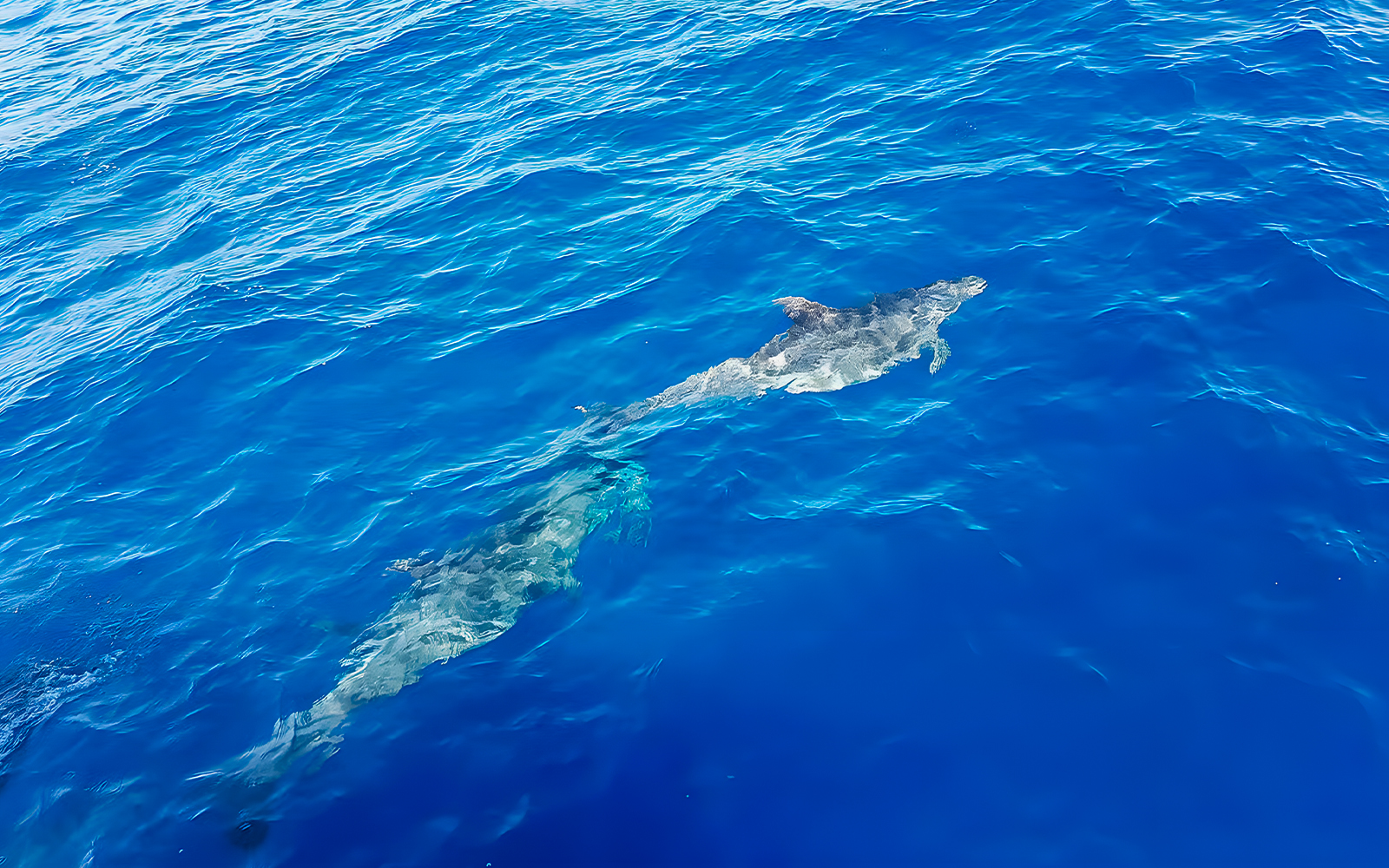 Dolphins swimming in clear blue ocean during Gran Canaria dolphin watching cruise.