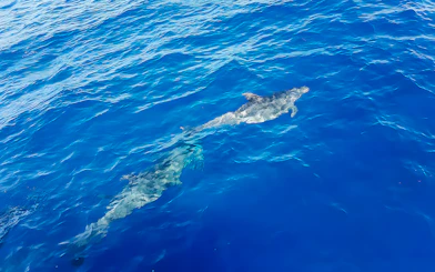 Dolphins swimming in clear blue ocean during Gran Canaria dolphin watching cruise.