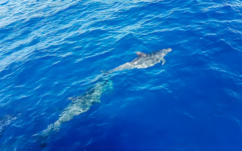 Dolphins swimming in clear blue ocean during Gran Canaria dolphin watching cruise.