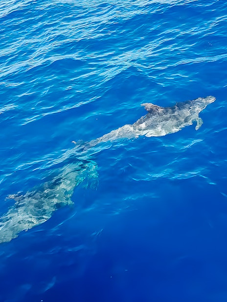 Dolphins swimming in clear blue ocean during Gran Canaria dolphin watching cruise.