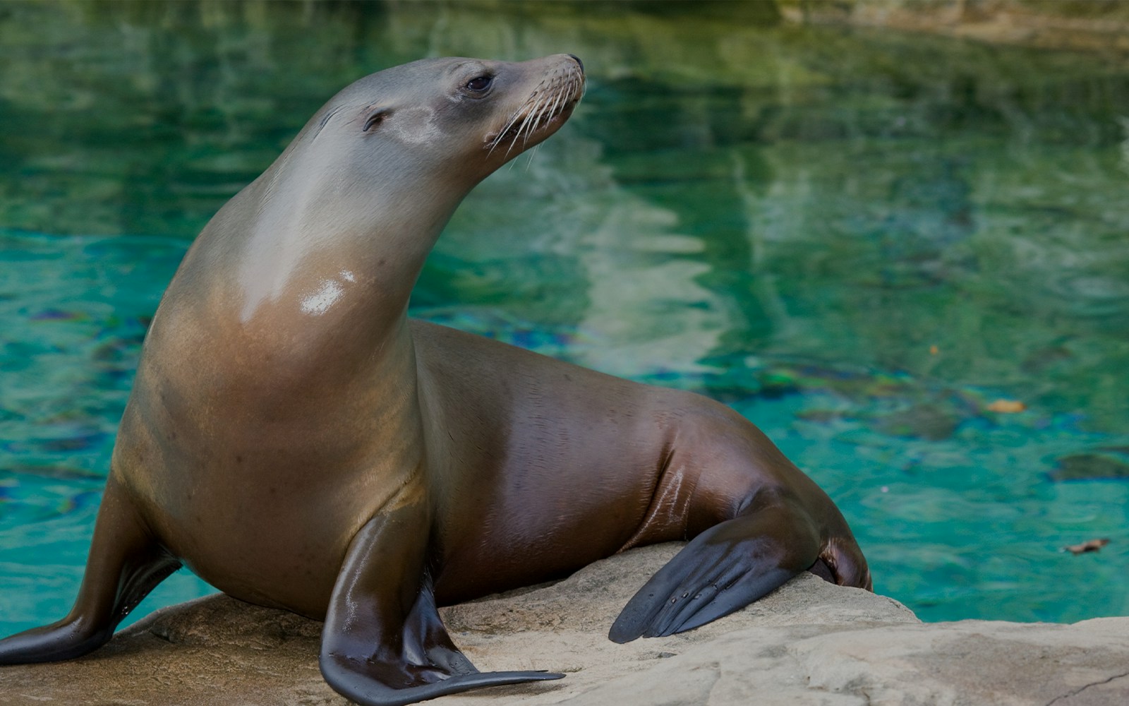 Singapore Zoo Californian Sea Lion