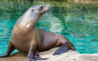 Californian sea lion resting on a rock by the water at Zoo Rome.