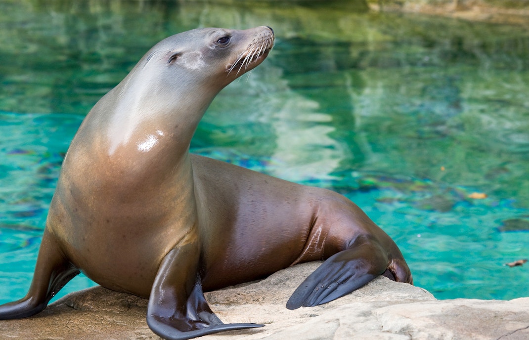 Californian sea lion resting on a rock by the water at Zoo Rome.