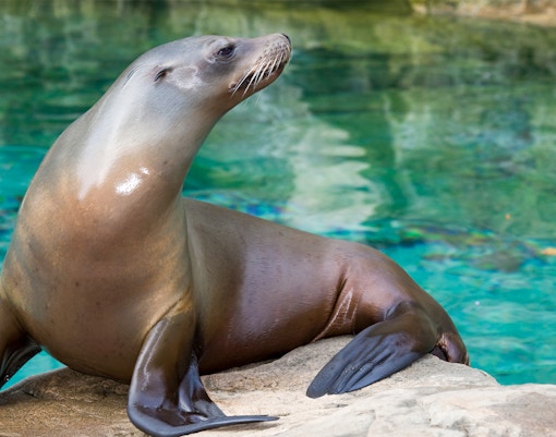 sea lion island at siam park