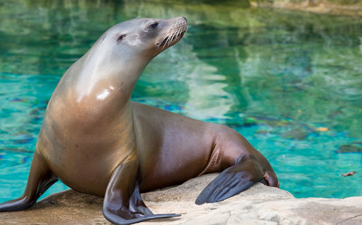 Californian sea lion resting on a rock by the water at Zoo Rome.