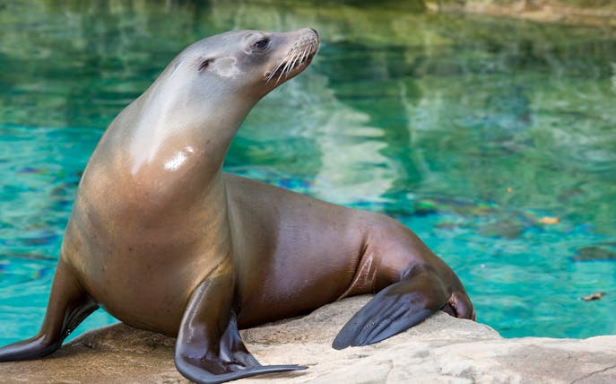 Californian sea lion resting on a rock by the water at Zoo Rome.