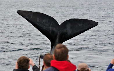 Whale Watching Boat Trip and Penguin Colony Visit with Hotel Transfers in Hermanus