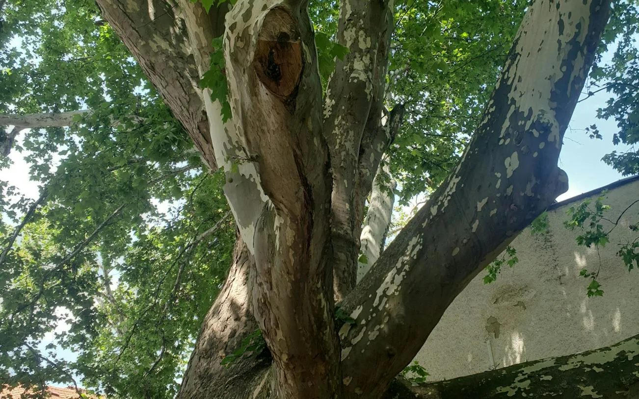 Tree canopy in Brasov, part of the Romantic Brasov Lady and the Knight city exploration game.