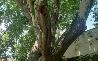 Tree canopy in Brasov, part of the Romantic Brasov Lady and the Knight city exploration game.