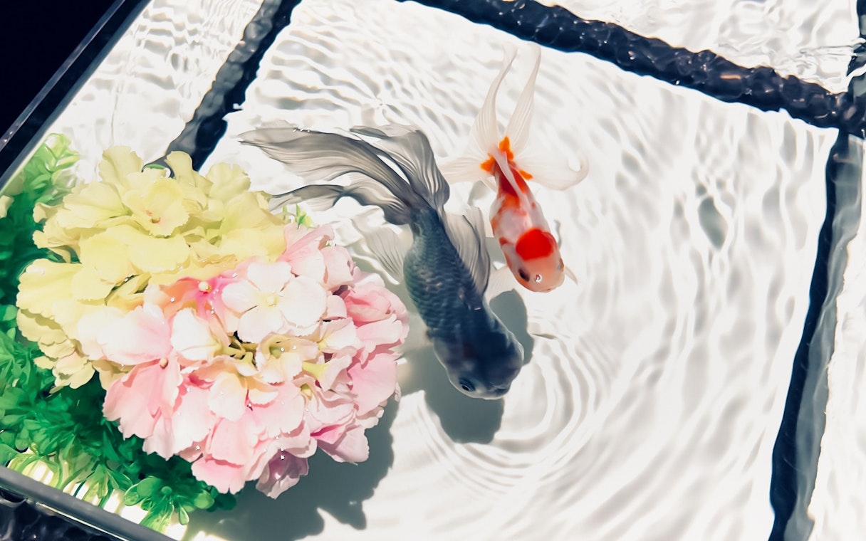 Koi fish swimming near floral arrangement at Art Aquarium Museum GINZA.
