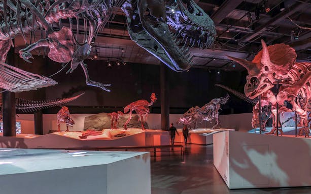 Dinosaur skeletons on display at Houston Museum of Natural Science.