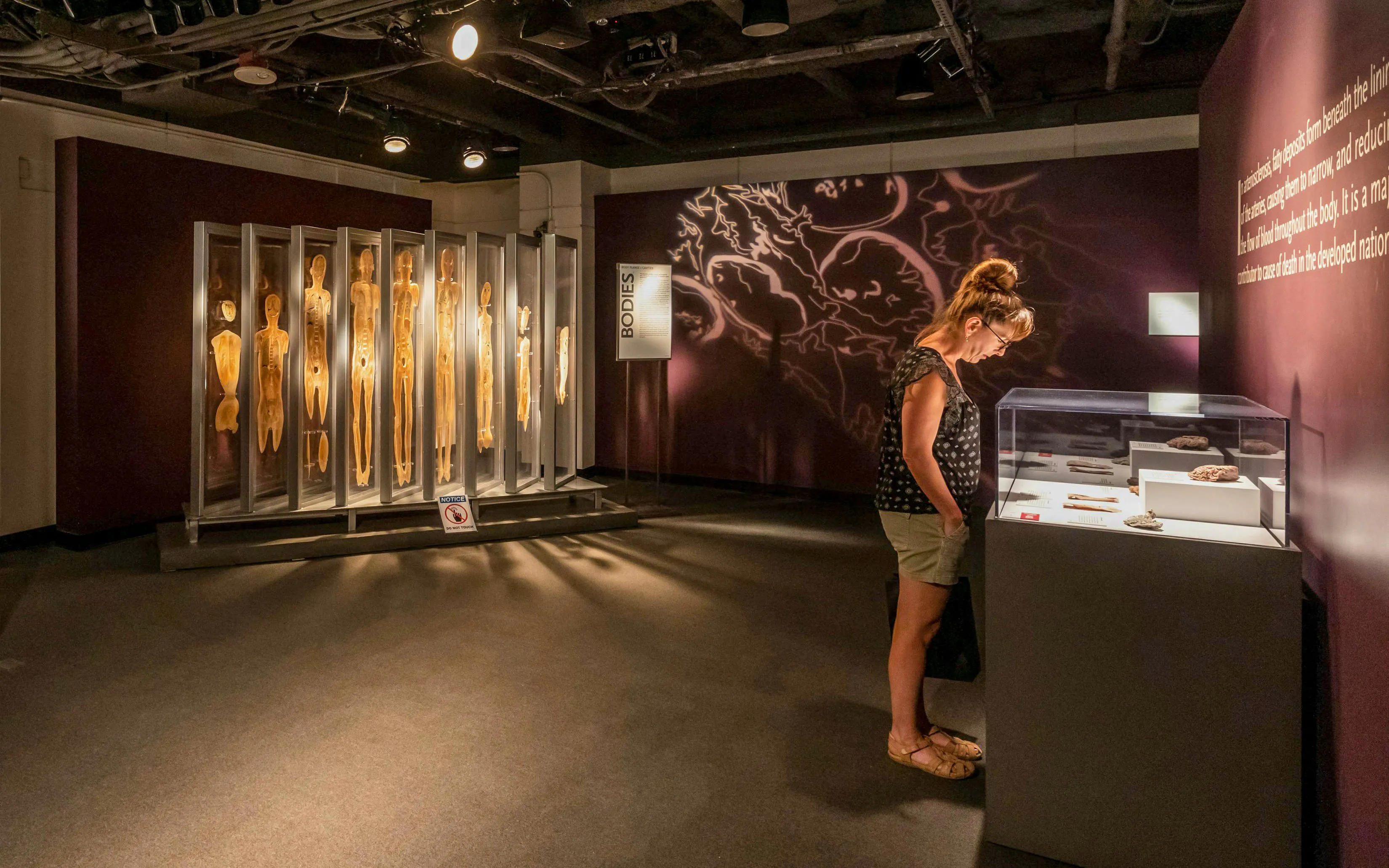 Bodies: The Exhibition