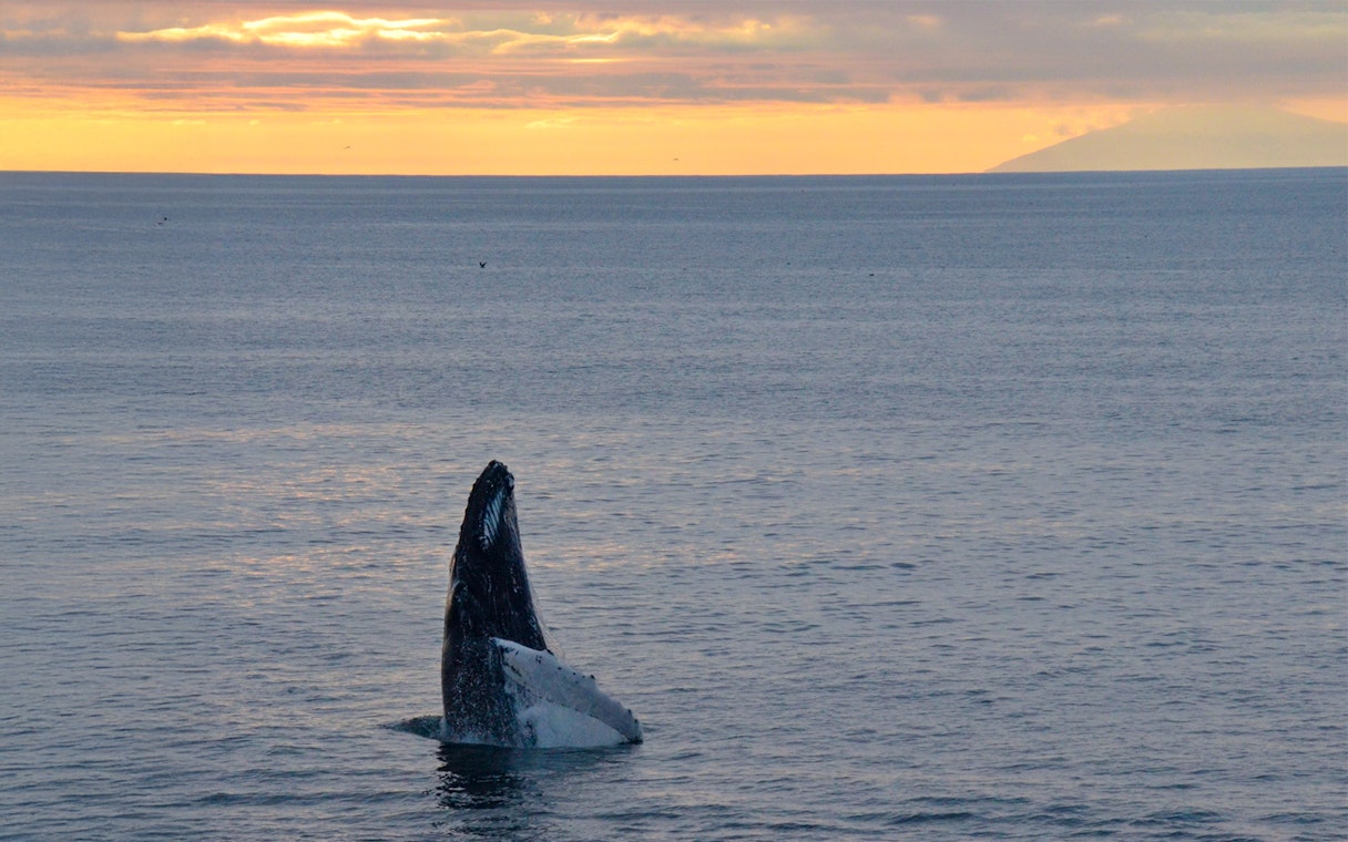 Whale breaching in Reykjavik during Midnight Sunset tour.