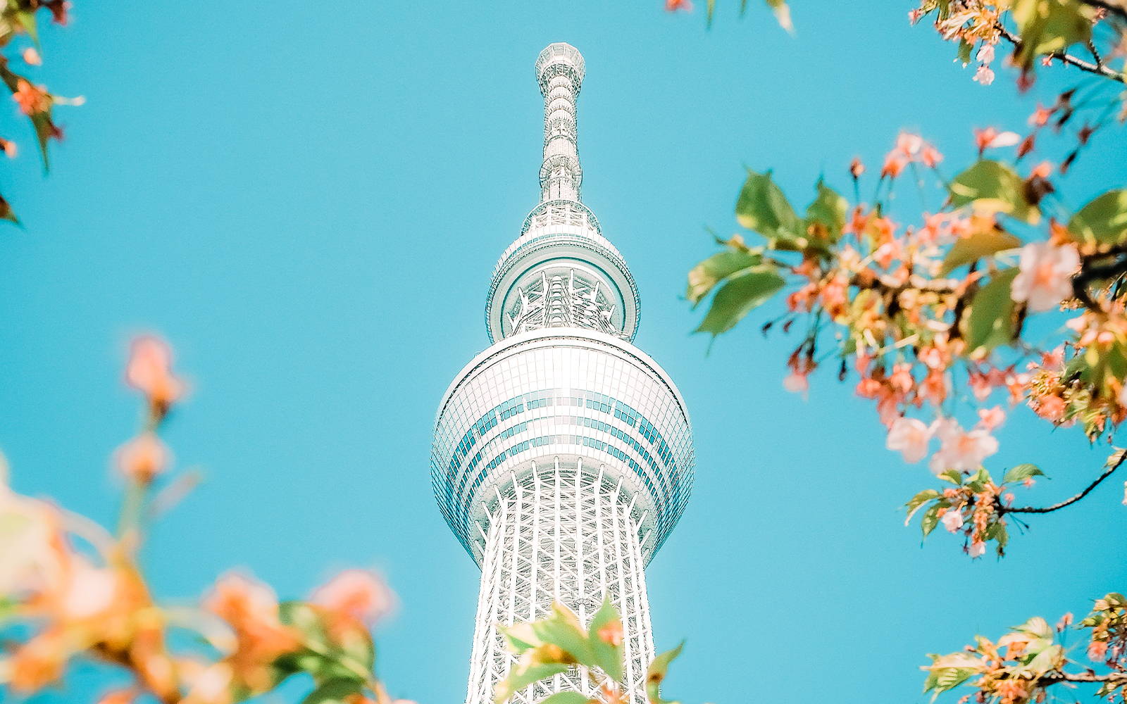 Skytree Tower,Tokyo through a sakura tree