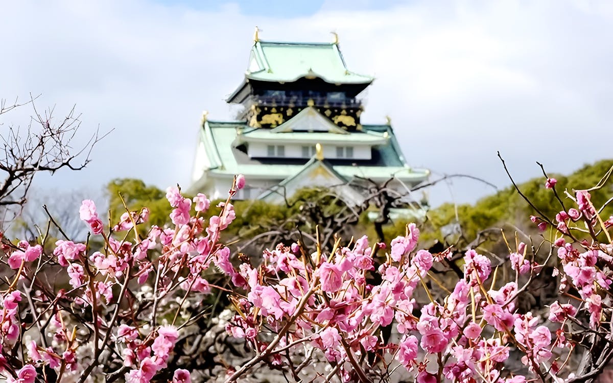 private cherry blossom tour in osaka with local host-5 private cherry blossom tour in osaka with local host-5