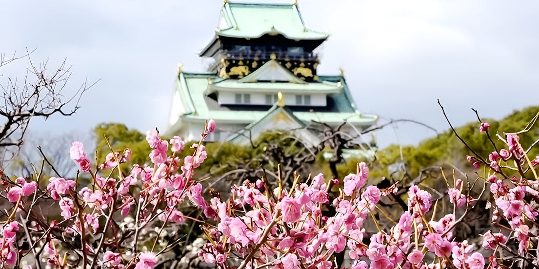 Fleur de cerisier Osaka