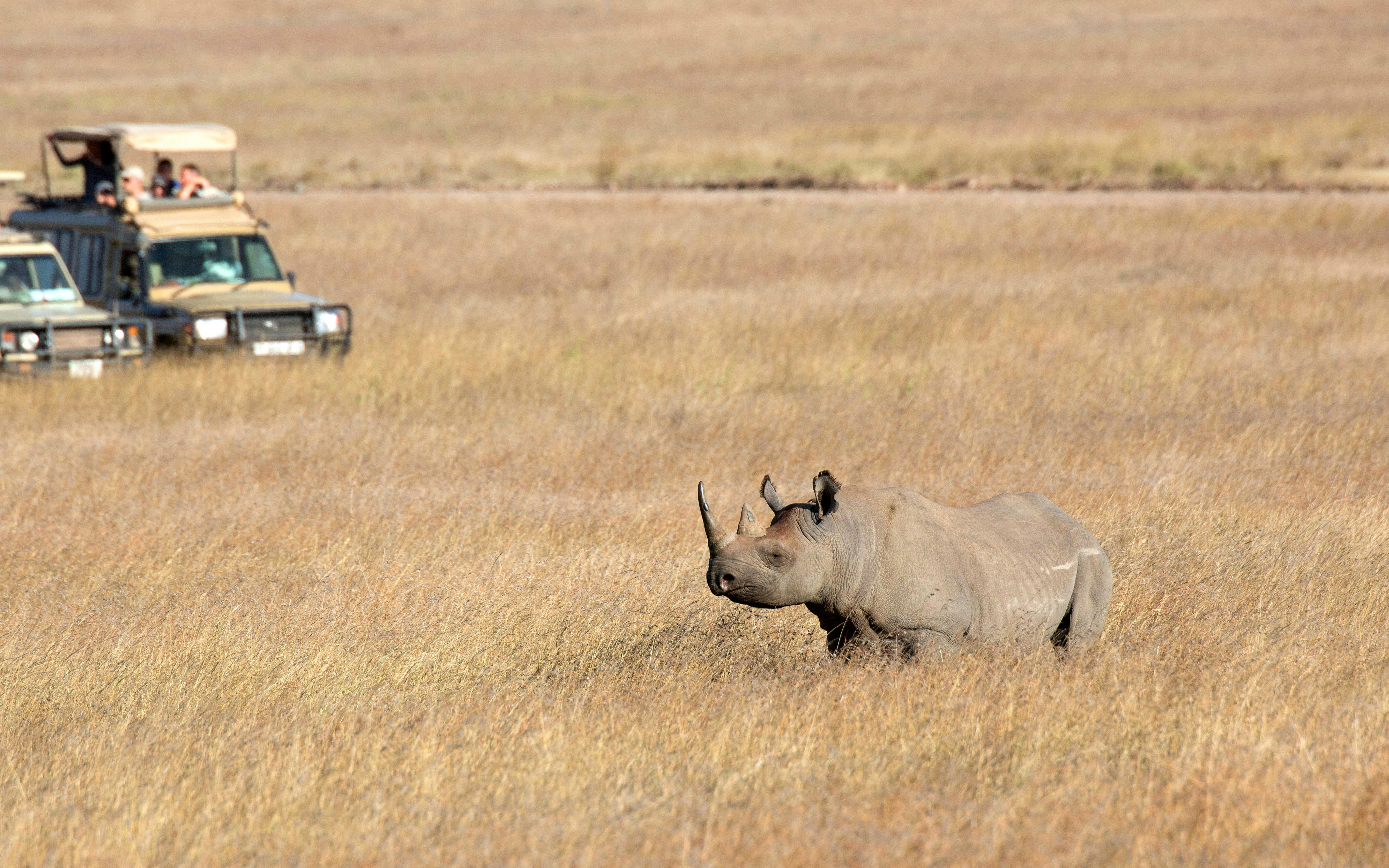 Rhinoceros walking in grassland during safari in South Africa with tour vehicles nearby.