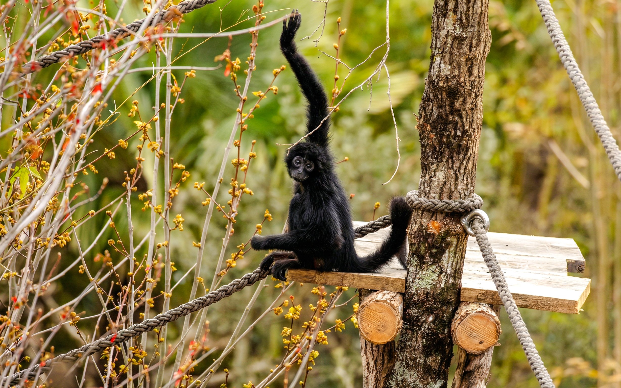 Spider monkey on a wooden platform at Zooparc de Beauval, Loire Valley, France.