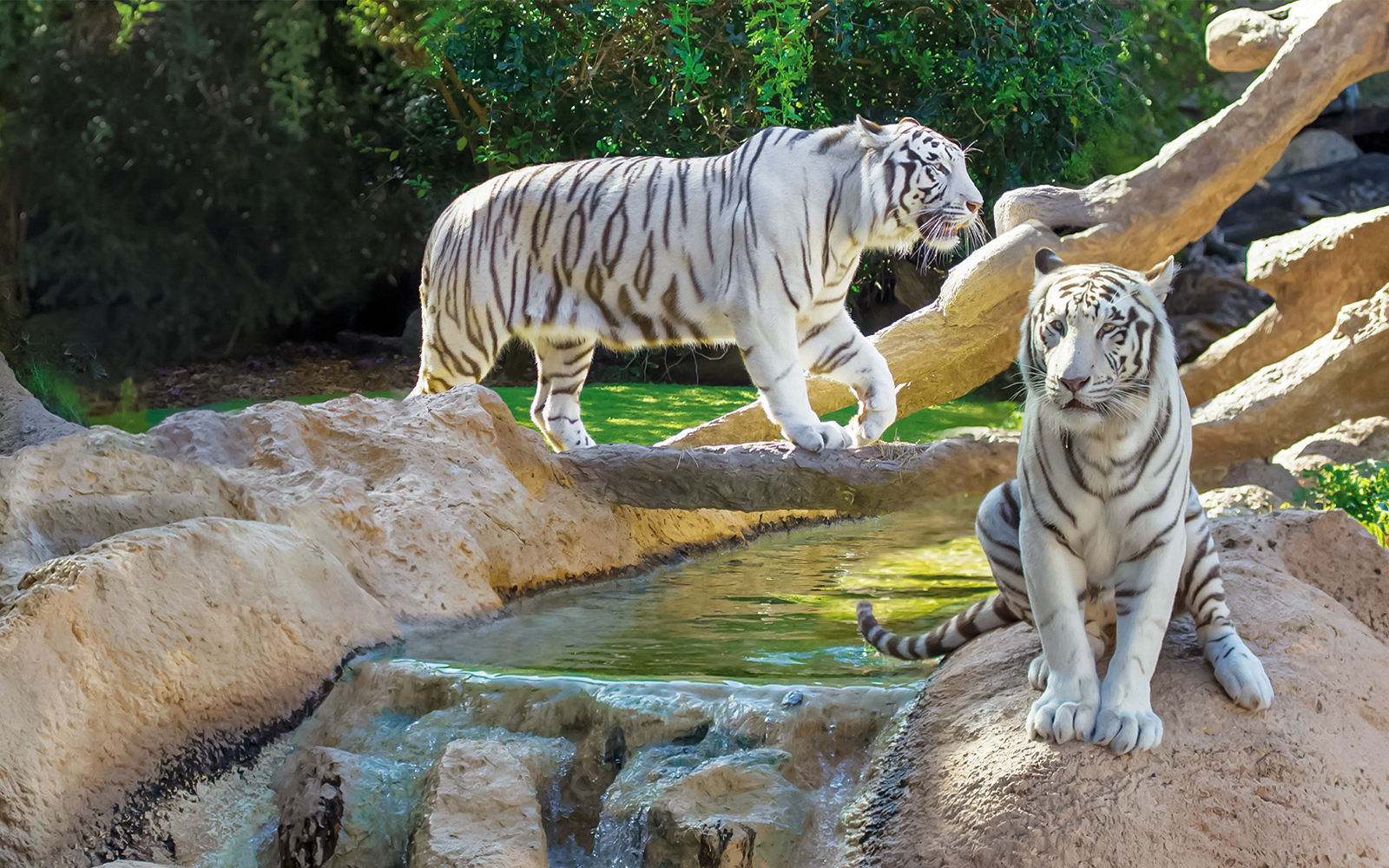 White tigers at Loro Park, Tenerife, near a small waterfall.