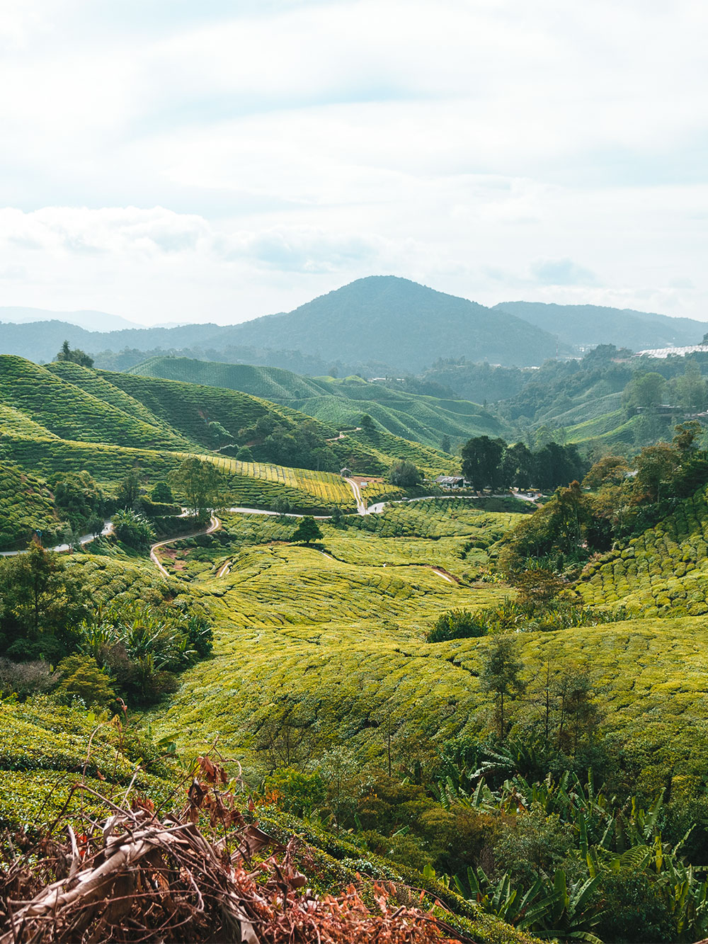 Cameron Highlands Tours