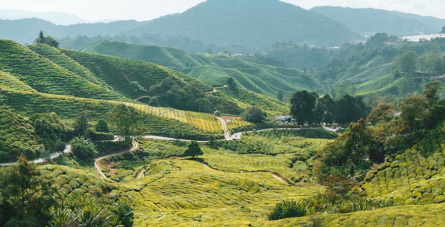 Cameron Highlands Touren