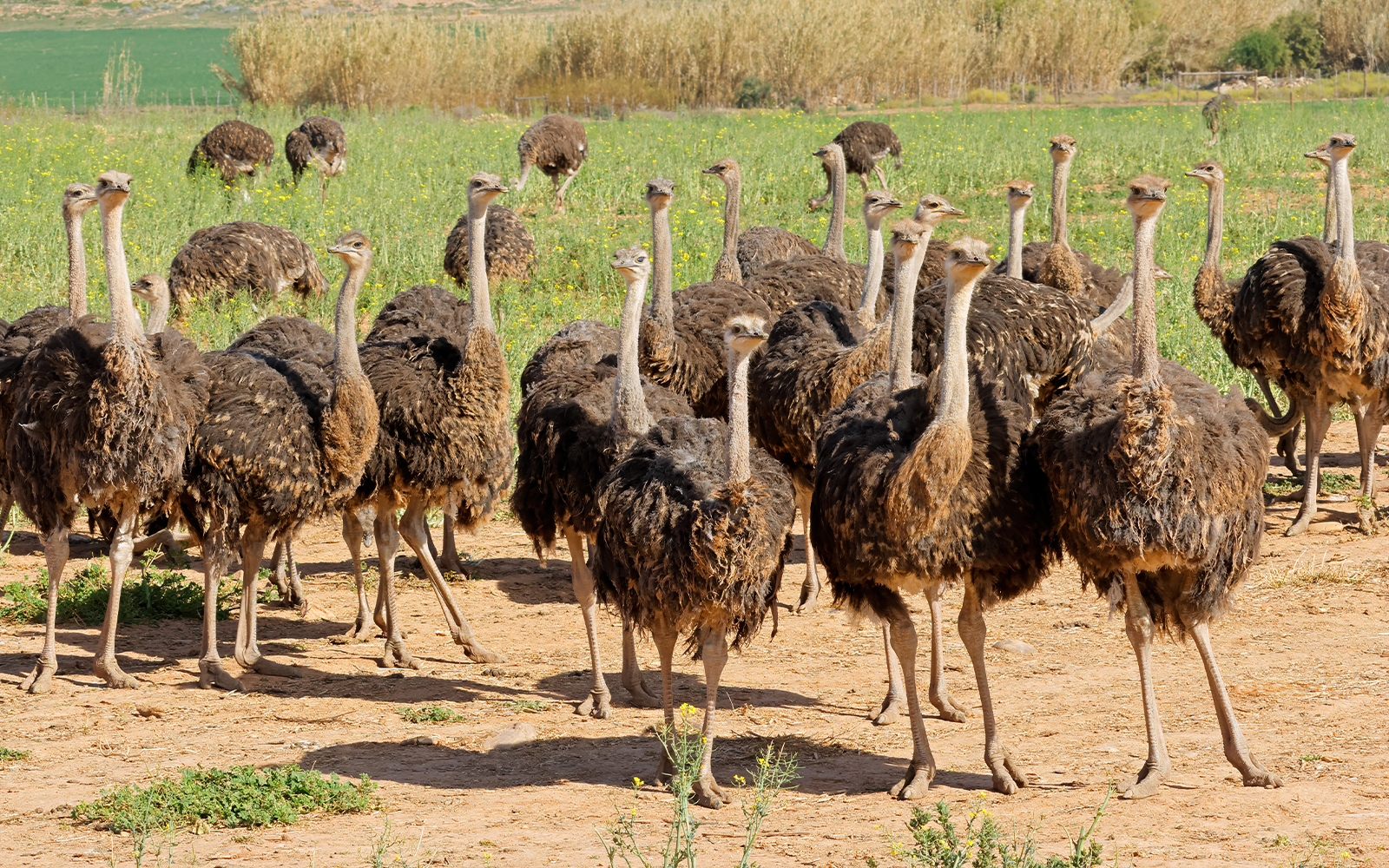 Ostriches roaming in Langkawi Wildlife Park, Malaysia.