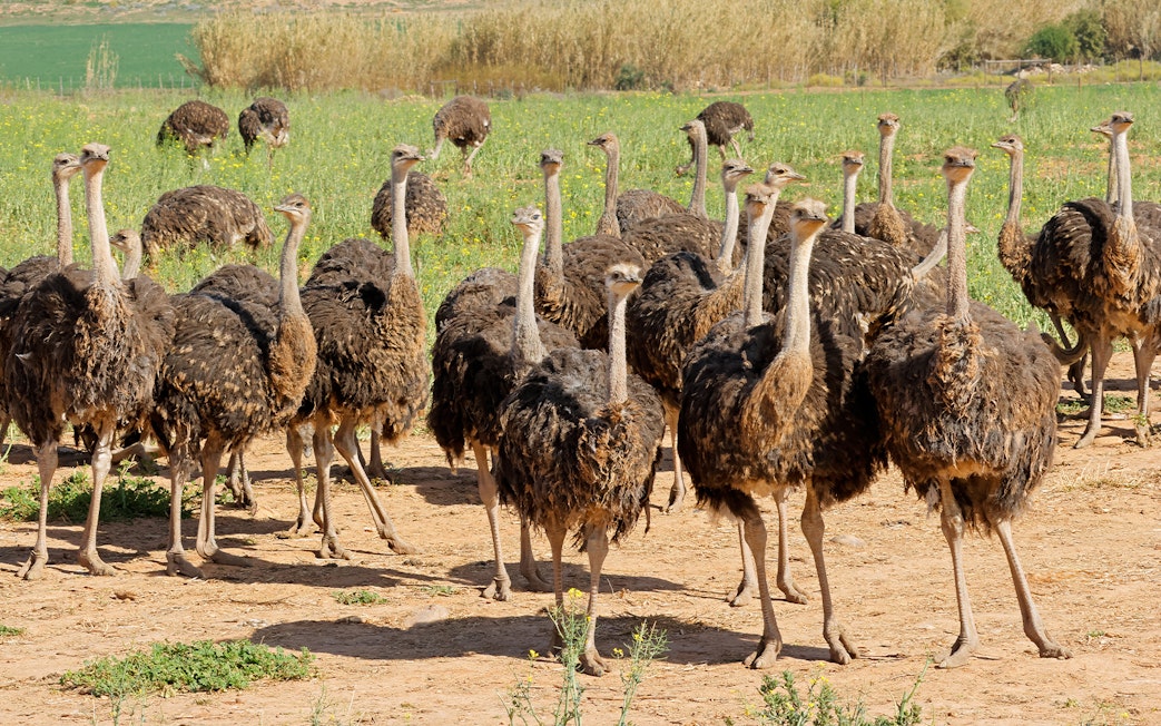 Ostriches roaming in Langkawi Wildlife Park, Malaysia.