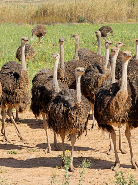 Ostriches roaming in Langkawi Wildlife Park, Malaysia.