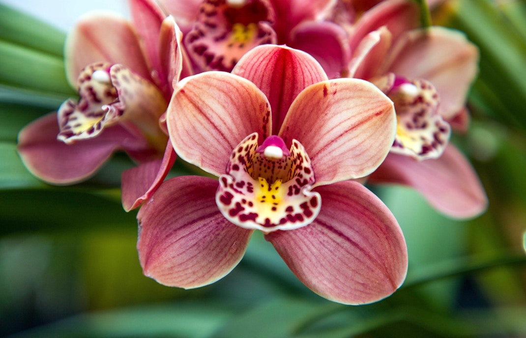 Boat orchid in National Orchid Garden, Singapore