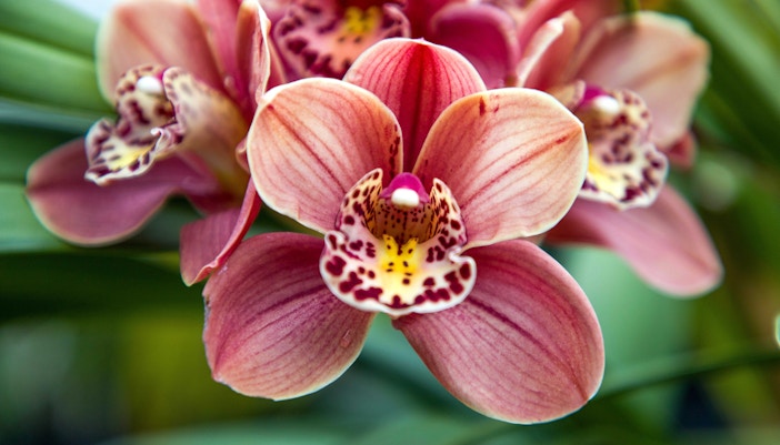 Boat tour through orchid-filled waters in tropical setting