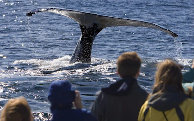 Whale Watching Boat Trip and Penguin Colony Visit with Hotel Transfers in Hermanus