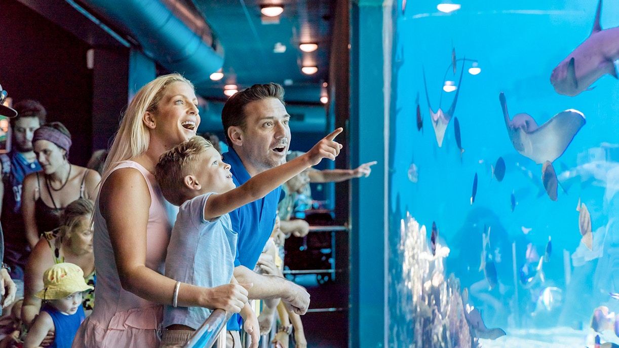 Visitor tips- Sea World Gold Coast