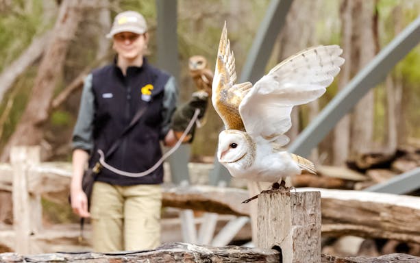 Barn owl perched with wings spread at Capes Raptor Centre.