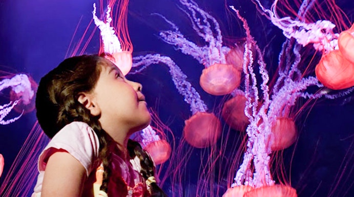 Child observing jellyfish at Lost Chambers Aquarium, Dubai.