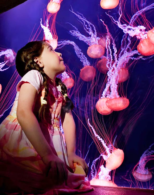 Child observing jellyfish at Lost Chambers Aquarium, Dubai.