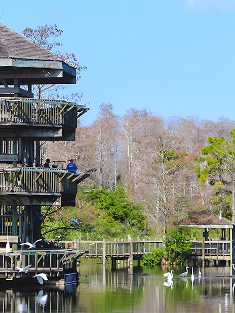 Observation tower at Gatorland with zip line access over a scenic wetland in Florida.