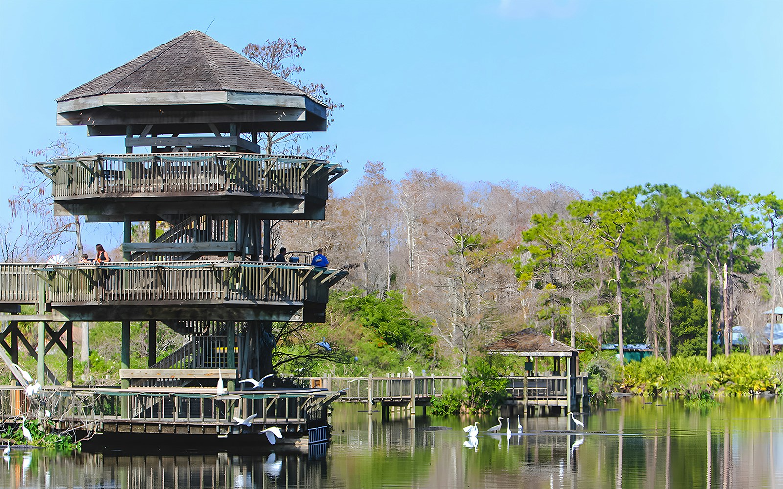Breeding marsh at Gatorland