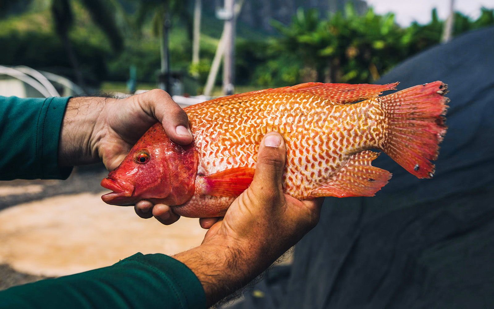 Hands holding a red fish during the Kualoa Grown Tour in Hawaii.
