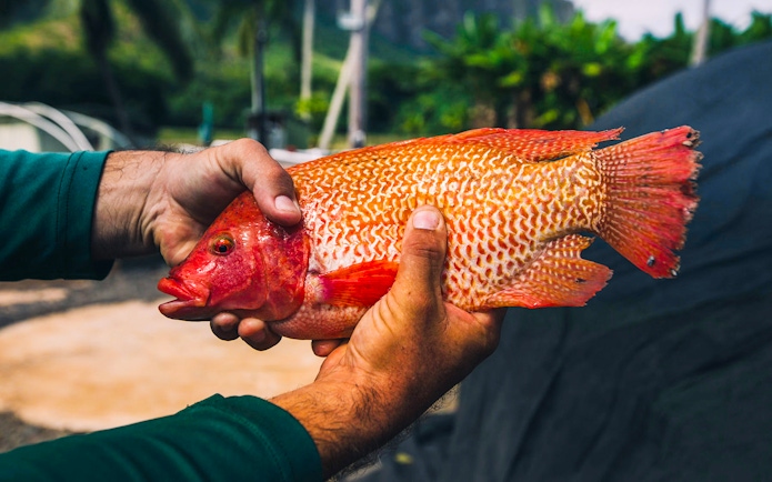 Hands holding a red fish during the Kualoa Grown Tour in Hawaii.