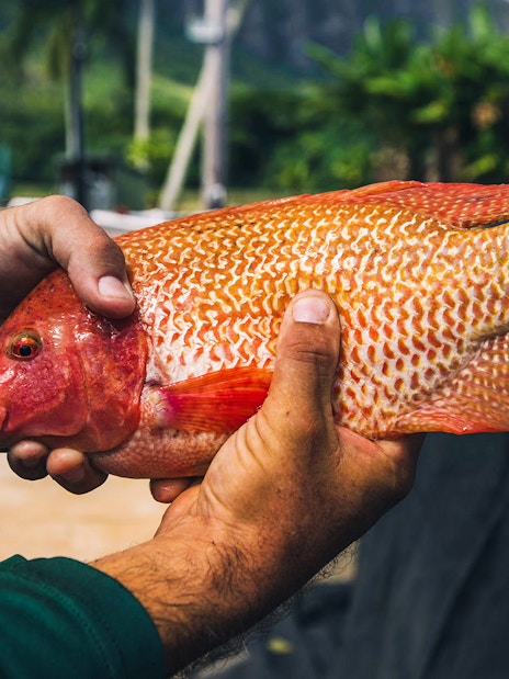 Hands holding a red fish during the Kualoa Grown Tour in Hawaii.