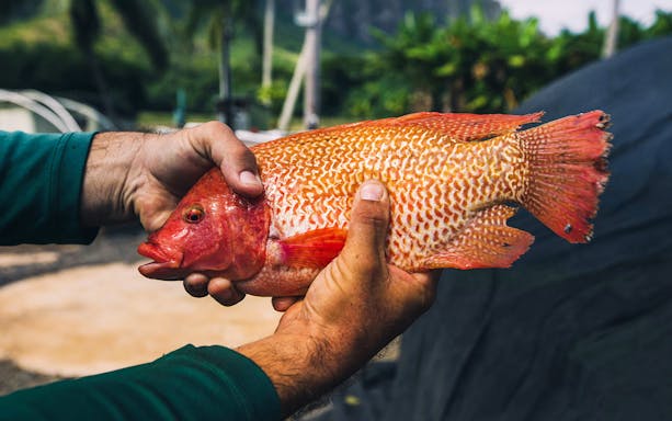Hands holding a red fish during the Kualoa Grown Tour in Hawaii.