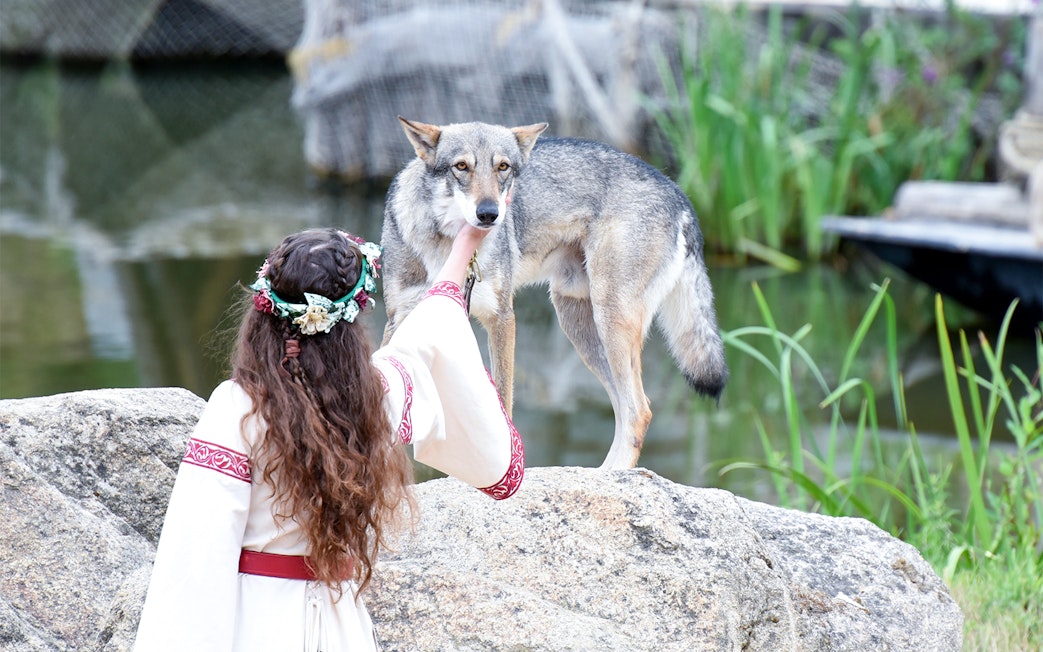Person interacting with a wolf at Puy du Fou, France.