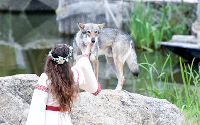 Person interacting with a wolf at Puy du Fou, France.