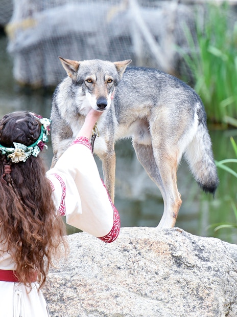 Person interacting with a wolf at Puy du Fou, France.