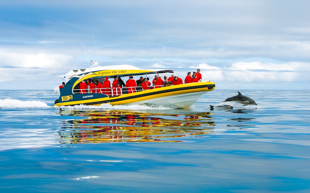 Tourists on Bruny Island Wilderness Cruise boat watching dolphins in the ocean.