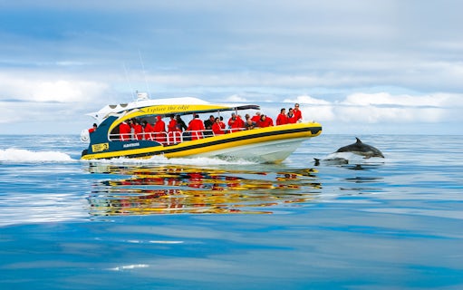 Tourists on Bruny Island Wilderness Cruise boat watching dolphins in the ocean.