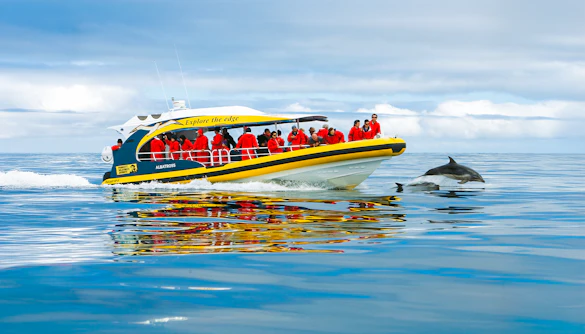Tourists on Bruny Island Wilderness Cruise boat watching dolphins in the ocean.