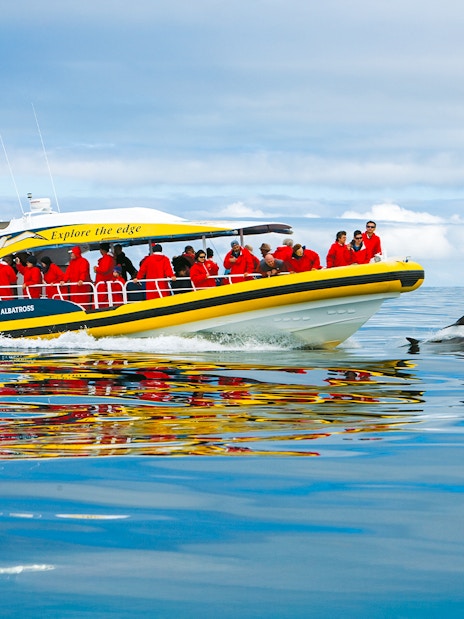 Tourists on Bruny Island Wilderness Cruise boat watching dolphins in the ocean.